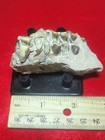 Fossil Oreodont Jaw Section With Teeth Merycoidodon Sp Oligocene White River Sd