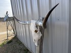 Longhorn Steer Skull 4 Feet 2 Inch Wide Horns Bull Horn Mounted Cow Head