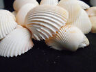 24 Beautiful Rose Cockle Shells 1-2  Beach Wedding Crafts Nautical Decor Coastal