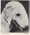 Chow Chow   Bedlington Terrier - Double-sided 1953 Vintage Dog Calendar Print
