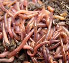 European Nightcrawlers Earthworms Live Trout Bait Blood Worms   Pet Fish Food
