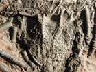 Larger  430 Million Year Old  Crinoid Fossil Or Sea Lily Fossil Morocco 1221gr