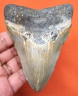 Megalodon Shark Tooth - 3 92  - Shark Teeth Real Fossil - Natural - Megladon