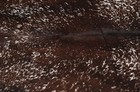New Cowhide Rugs Area Cow Skin Leather 17 71 Sq feet  51 x50   Cow Hide M1366