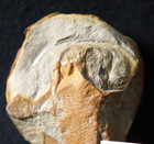 Rare Fossil Arthropod Belinurus Lunatus Alien Looking Head Not Mazon Creek  