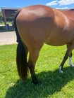 Horse Fake Tail - Dark Sorel - 1 Pound   Storage Bag