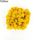 Preserved Moss 4 Color Reindeer Moss total 14oz Each Color 3 5oz  Natural Real G