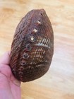 Haliotis Fulgens Green Abalone Shell 19 2 X 14 8cm Natural Large Abalone Shell