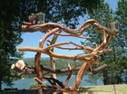 Huge 4 Ft Parrot Tree - Macaw - Afican Gray - Sandblasted -manzanita  Bird Perch
