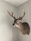 Whitetail Deer Shoulder Mounts