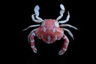 Crab Taxidermy
