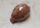 Cypraea Rosea Mappa 78 3 Mm F    Singularis Great Pattern Glossy Red Sea Shell