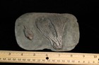 Two-faced Fossil Crinoid  Crawfordsville  Indiana