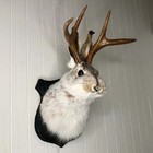Jackalope Mount  Jackalope Taxidermy  Animal Head Wall Decor  Deer Head Wall Mou