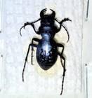 Carabidae  Cicindelinae  Omus Dejeanii From Pacific Northwest  Rare  A1