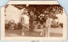 C1910s Dapper Gentleman Straw Boater Hat Cane Dogs Great Dane Snapshot Photo 6 