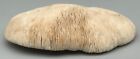 Old Large Natural White Fungia Coral Mushroom Lips Slipper Tongue  11  Aquarium