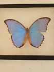 Real Framed Morpho Butterfly Iridescent Blue Morpho  Peru  By David Bohlken
