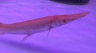 Live Tropical Fish- Golden Albino  Alligator Gar 6 5-7 Inch