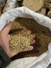 18 Lb Barley Seed  Grass For Your Cat  Dog  Chickens  Rabbits  And More  Non-gmo