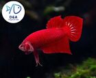 1 Male - Live Betta Fish High Quality - Wild Betta Super Red Alien - Usa Seller