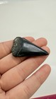 Great White Shark Tooth Fossil Real Shark Teeth Fossils