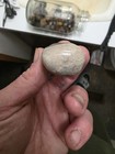 Low Grade 304ct  Opalized Clam Shell