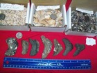 100 Fossil Shark Teeth Per Lot   Megalodon  Dinosaur  Lite Brown  Grey  Stingray