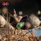 Avian X Axp Full Body Mallards Fusion Pack 6 Decoys With Slot Bag   Field Stakes