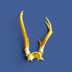 White Tail Deer Antler 7 Point Taxidermy Man Cave Decor 