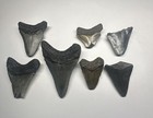 Megalodon Tooth Lot 7 Teeth Venice Florida