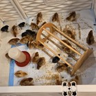 6 Ayam Cemani   6 Rhode Island Red Fertile Hatching Eggs Free Shipping   