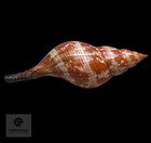 Fasciolaria Riverai 222 5mm Topotype W o Tsc 0982