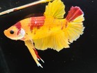 Live Betta Fish Giant Nemo Galaxy Male Real Picture