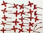 24 Pc Ixora Pressed Natural Red Flowers For Cards Art crafts Candles Resin Usa