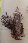 3 - Natural Sea Fan - Coral - Sea Whip - Free Shipping
