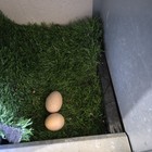 10 Ayam Cemani Hatching Eggs   Barnyard Quality Mix   80  Chance Of Leakage  