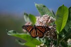 Help Save The Monarchs        100  Milkweed Seeds  Free Shipping