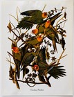 1979 Carolina Parakeet Color Plate Print Audubon Birds Of America Art F15j