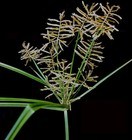 50 Cyperus Esculentus Seeds  tiger Nut    Non-gmo   Free Shipping   Perennial
