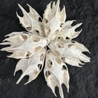 Taxidermy Animal Skulls  Real Animal Exfoliate Specimen  Real Bone Decoration