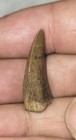 Tyrannosaurid Tooth Awesome Condition Judith River Fmtn Montana Theropod 