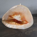 Giant Horned Helmet Shell 12  Natural Sea Shell Orange Interior Display