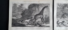 Set Of Antique  c  1850  French Prints - Hunting   Wild Animals Of Africa