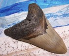 Megalodon Shark Tooth 4 3 4  Sharks Teeth Big Jaw Fossil  Megladon