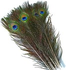 10 Pcs Peacock Feathers In Bulk 16-18inch40-45 Cm Bulk For Diy Craft  Craft V   