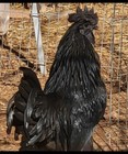Ayam Cemani 12 Hatching Eggs     Fresh Fertile     Shipped 1   2 Days Old 