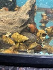 Pagoda Snails Pack Of 10live Fish For Aquarium  brotia Armata  Free Shipping