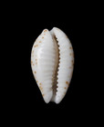 Cypraea  bistolida  Owenii Owenii 15 9mm     Le Palmar  N e  Mauritius     Rare