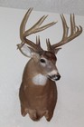 Droptine Whitetail Deer Head Shoulder Mount Taxidermy Cape Shed Antler Hunt Mule